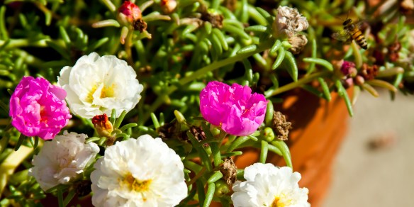 Succulents3 (1 of 1) Gilstrap Garden 2011