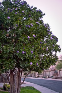 2012EstablishingShot