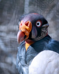 Vlture2HeroSht (1 of 1)