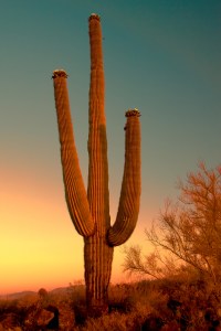 BigCactusSunRise1 (1 of 1)