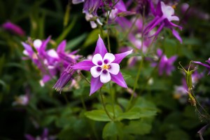 Clyde Columbine Flwr1 small