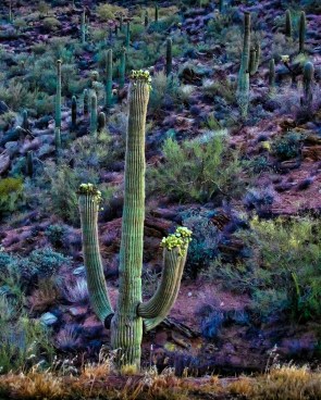 CrownKingSnstSpicified1 (1 of 1)