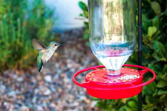 Hummingbird11 (1 of 1)
