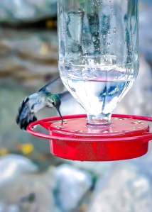 HummingbirdHero2 (1 of 1)