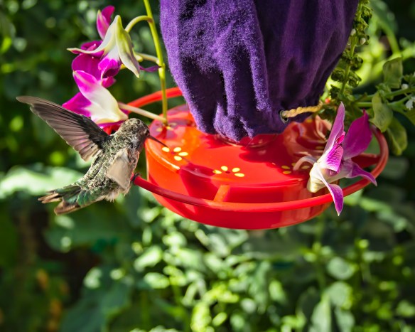 HummingBirdHero2 8x10 (1 of 1)