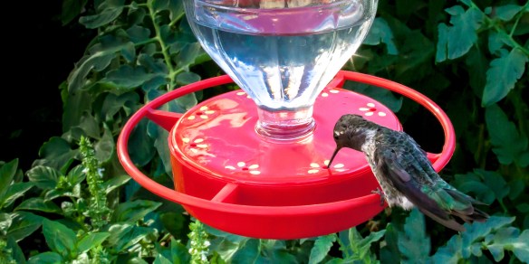 HummingBirdInFunnyFace1onRight