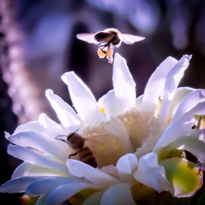 Saddlebags1 (1 of 1)