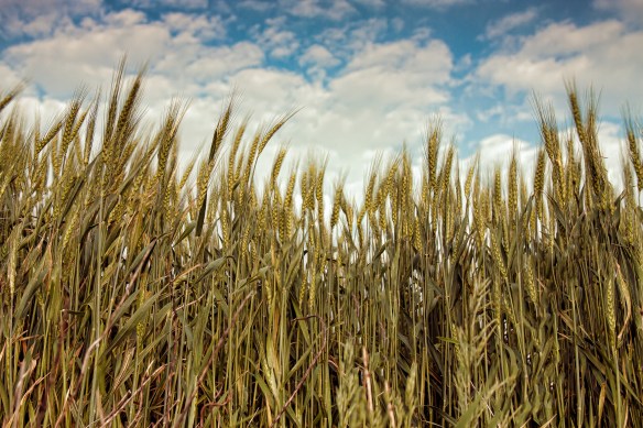 Wht&Sky1 (1 of 1)small