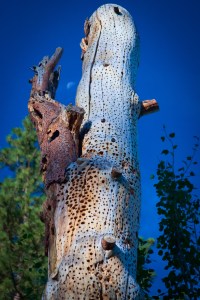 LittleMoonDeadTree1 (1 of 1)