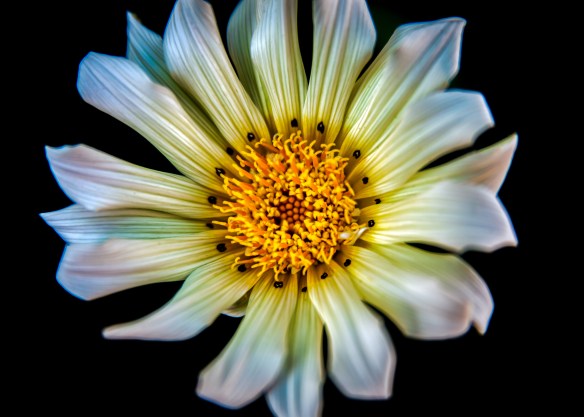 GanziaWhiteXtremeCU5x7-1 sml