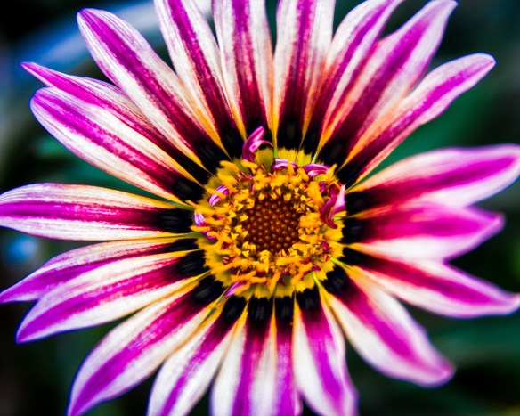 GanziaXtremeCU8x10-1sml