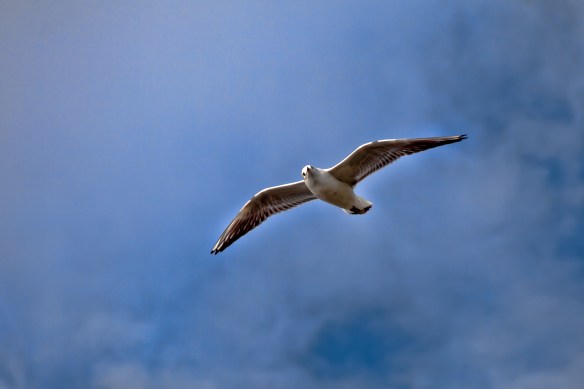 GullOverRiverShannon-1 (1 of 1)