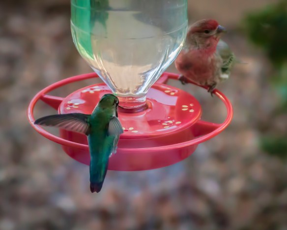 Finch&Hummer-2 (1 of 1)