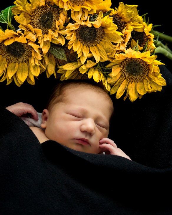 SunflowerSleep-1 (1 of 1)