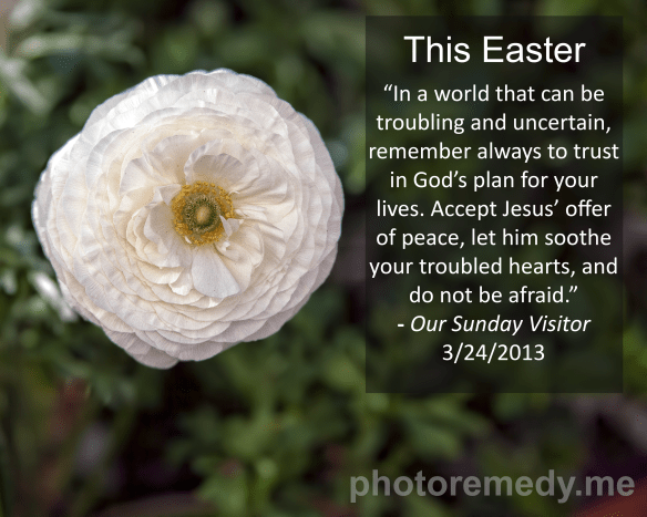 Ranunculus_Easter_Message_2013
