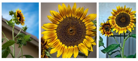 3 Sunflowers-1