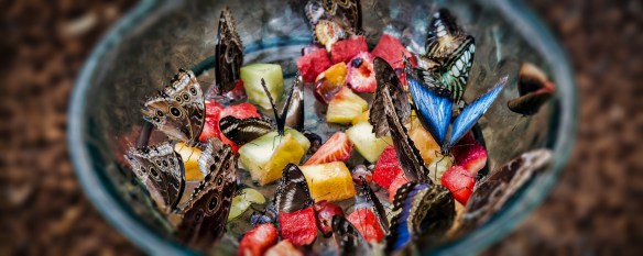 Butterfly_Atrium-10 (1 of 1)