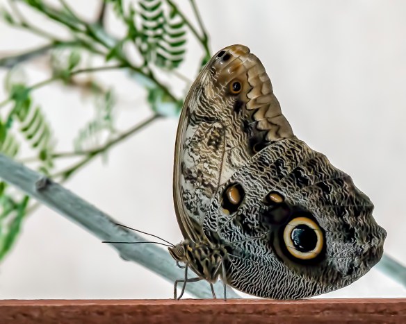 Butterfly_Atrium-16 (1 of 1)