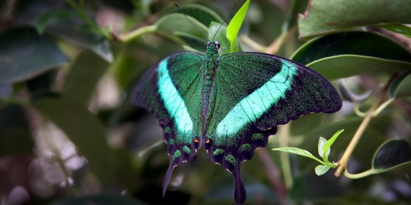 Butterfly_Atrium-1_1x2 (1 of 1)