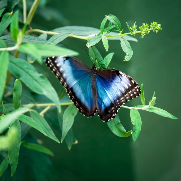 Butterfly_Atrium-HRO1 (1 of 1)