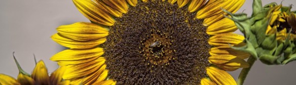 cropped-sunflower-_bee-1-1-of-11.jpg