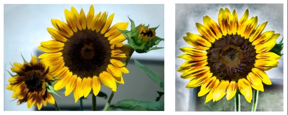 Two Sunflowers PA-1