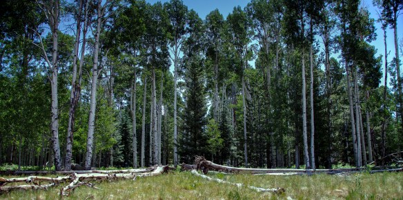 Birch_Trees_1x2j (1 of 1)