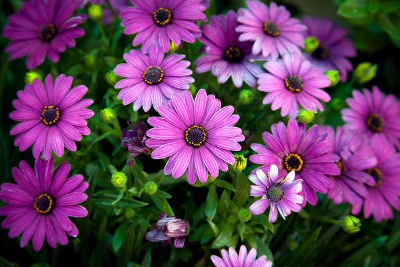 Purple_Gerber-Daisy-1jpeg (1 of 1)