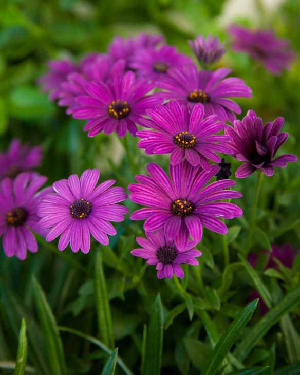 Purple Gazanias