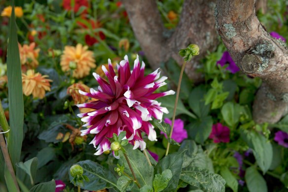 From Greasy Spoon Cafe's Gardens