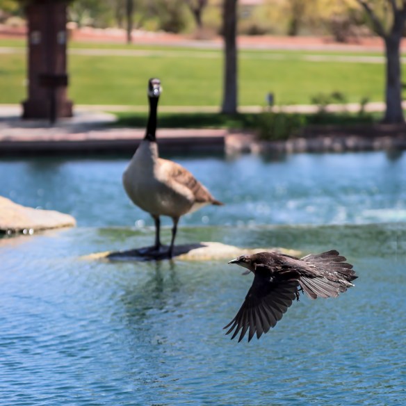 Bird in flight 1j (1 of 1)