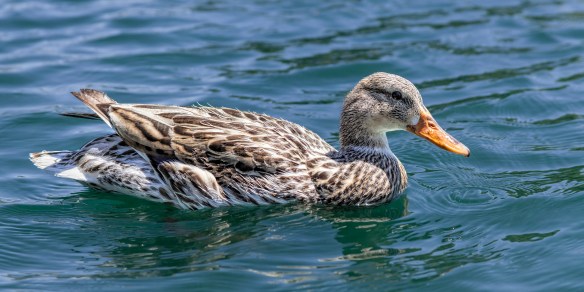 Calm Duck 1j (1 of 1)