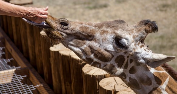 At Arizona's Wildlife World Zoo