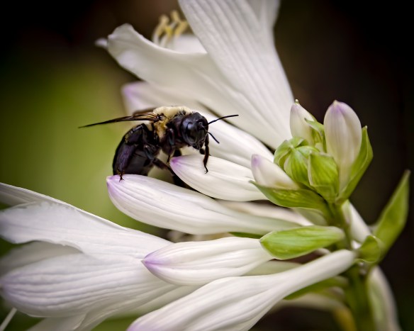 Bee on Blossom 1j (1 of 1)