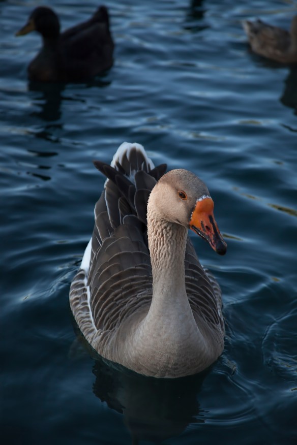Anthem Community Park