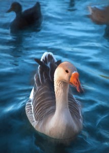 Hero Duck 3fapj (1 of 1)